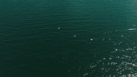 Seabirds-Flying-Over-The-Calm-Sea-In-Guanacaste,-Costa-Rica---drone-shot