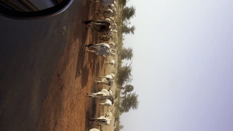 Vertikaler-Ochsen,-Der-Eine-Staubige-Straße-überquert,-Abgelegene-Afrikanische-Landschaft,-Weide-Im-Senegal-Und-Landwirtschaft-In-Einem-Armen-Abgelegenen-Dorf