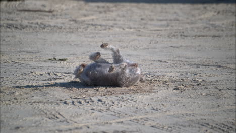 Slow-motion-of-a-grey-schnauzer-laying-on-the-ground-scratching-it's-back-against-the-sand-on-a-sunny-afternoon