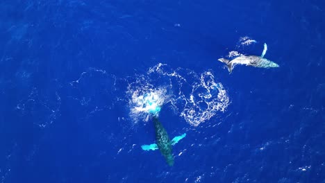 4K-Antenne-Von-Zwei-Buckelwalen,-Die-Das-Warme-Tropische-Wasser-Von-Hawaii-Genießen,-Während-Einer-Auf-Dem-Rücken-Wirbelt,-Um-Sich-Zu-Sonnen