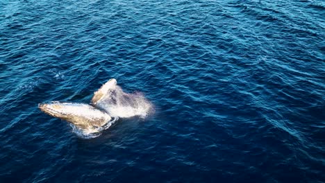 Incredibly-Rare-Aerial-Shot-Of-Mom-And-Baby-Humpback-Whale-Breaching-Side-By-Side-In-Slow-Motion