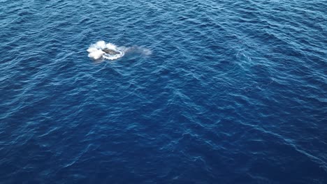 Aerial:-Baby-Humpback-Whale-Breach