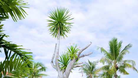 Tropical-Nature-With-Cabbage-Tree-On-Clear-Summer-Sky-In-Mactan-Island,-Cebu,-Philippines