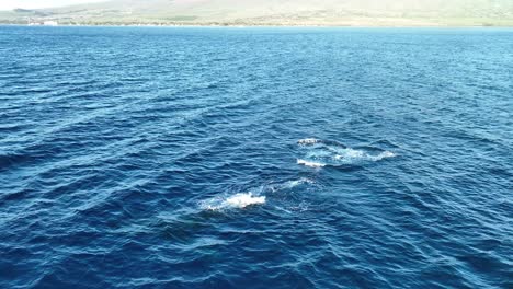 Superenergetischer-Babywal,-Der-Neben-Mamas-Regenbögen-Auftaucht