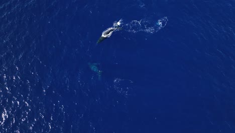 Kokettes-Paar-Buckelwale,-Die-Sich-In-Romantischen-Balzritualen-über-Den-Winterbrutstätten-Von-Maui-Einlassen