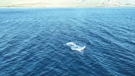 Humpback-Whale-Calf-Full-Breach