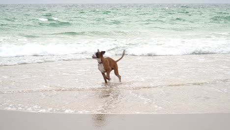 Cute-Boxer-Dog-Trying-To-Catch-Wave-Fading-On-Sandy-Beach,-Spain,-Europe