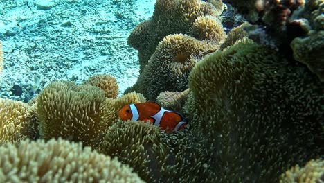 Clownfish-hiding-inside-an-anemone-in-crystal-clear-waters---Close-up