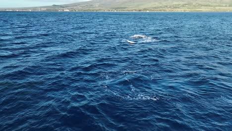 Active-Humpback-Whale-Calf-Breaching-Close-To-Mom-Off-The-Lahaina-Coast-In-Maui,-Hawaii