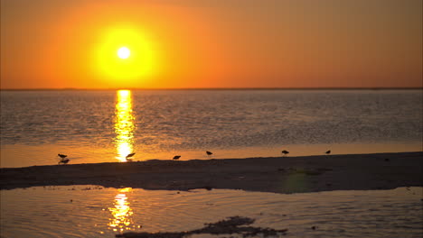 Sonnenuntergang-An-Einer-Lagune-In-Cancun-Mexiko-Mit-Vögeln,-Die-Im-Seichten-Wasser-Nach-Krebstieren-Und-Kleinen-Schalentieren-Suchen