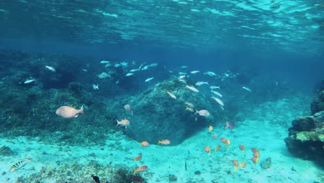School-Of-Marine-Fish-Swimming-Under-The-Blue-Sea-In-Summer