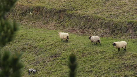 Group-of-sheeps-walking-green-field-somewhere-in-Spain,-closer-middle-shot-view
