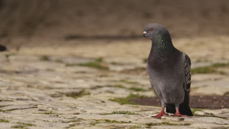 Pigeons-standing-ground-in-Nazare,-Portugal,-closeup-view