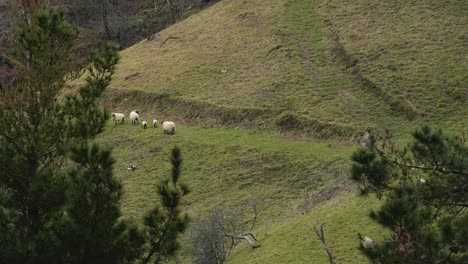 Herd-of-sheeps-walking-green-meadow-somewhere-in-Spain,-wide-angle-view