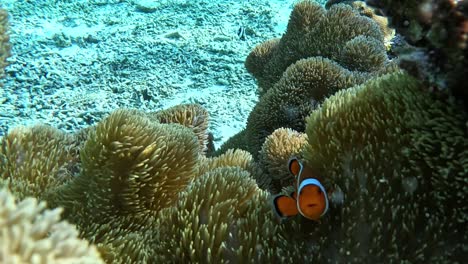 Nemo-hiding-inside-an-anemone-in-crystal-clear-waters---Close-up