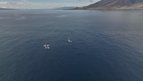 Aerial-Of-Two-Humpback-Whales-Diving-Underwater-Off-The-Coast-Of-West-Maui