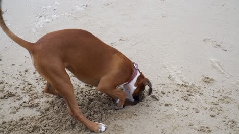 Unique-Boxer-Breed-Digging-Deep-In-Beach-Sand-Playing-Around-Joyfully