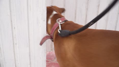 Beautiful-Boxer-Dog-Entering-Back-Home-With-His-Owner-From-Yard-Wooden-Door
