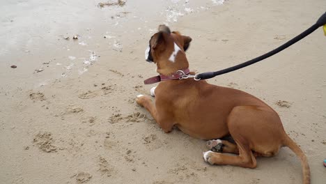 Close-Up-Shot-Of-Cute-Boxer-Breed,-Brown-White-And-Black-Colors-Looking-Around-in-the-beach