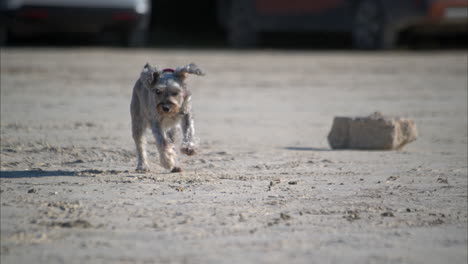 Slow-motion-of-a-grey-schnauzer-running-towards-the-camera-on-the-sand-at-the-beach-on-a-sunny-day