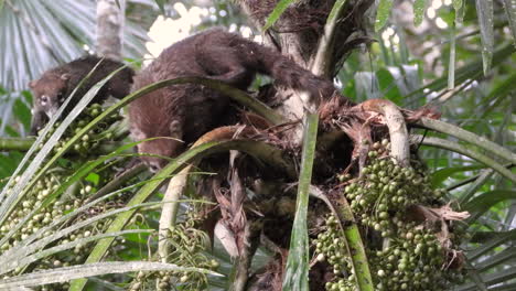 Eine-Gruppe-Neugieriger-Nasenbären-Auf-Einer-Palme,-Die-Direkt-In-Die-Kamera-Schauen,-Panama-Wildtiere