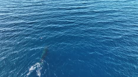 Happy-Jumping-Whale-Calf-Following-Mom-In-The-Warm-Protected-Breeding-Grounds-Of-Maui