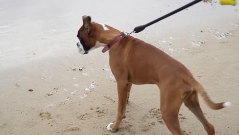 Cute-Boxer-Breed,-Brown-White-And-Black-Colors-Looking-Around-In-Sandy-Beach