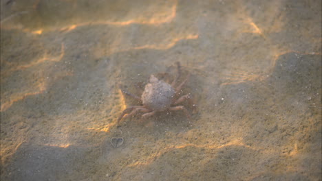Cute-longnose-spider-crab-walking-on-the-sand-in-the-shallow-waters-of-a-lagoon-in-Cancun-Mexico
