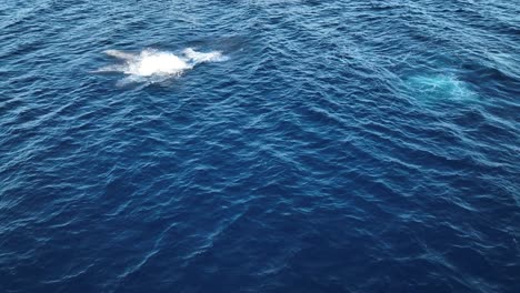 Cute-Baby-Humpback-Whale-Calf-Breaching-And-Spy-Hopping-In-West-Maui