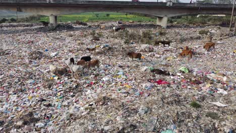 Viel-Plastik-Liegt-In-Der-Mülltonne-Und-Verschiedene-Tiere,-Kühe-Und-Andere-Vögel-Sammeln-Nahrung-Daraus