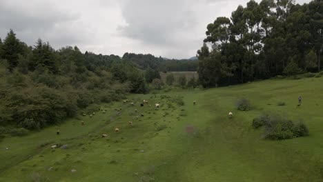Cierre-Aéreo-De-Vacas-En-Los-Campos-Verdes-Y-Ganado-Libre-En-El-Pasto-En-Un-Día-Soleado