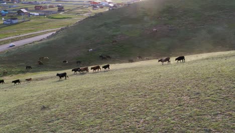 Drohnenaufnahmen-Von-Rindern,-Die-Auf-Einem-Hügel-Außerhalb-Von-Ulaanbaatar,-Mongolei,-Grasen