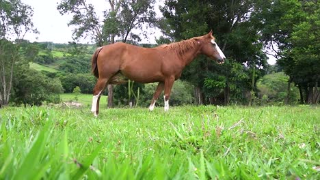 Ein-Pferd-Auf-Freiem-Feld,-Das-Im-Sommer-In-Brasilien-Grassu-Frisst