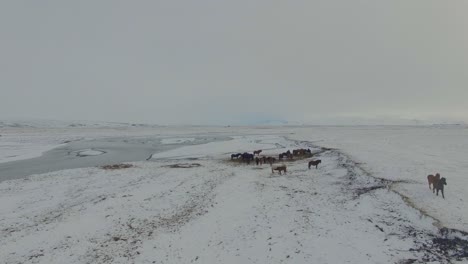 Iceland-horses-near-river-and-mountains-running-in-winter-and-snow-pushing-forward-Drone-4K