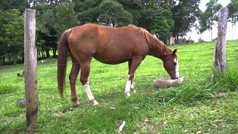 A-big-healthy-horse-is-eating-grass-on-a-green-farm-during-the-brazilian-summer