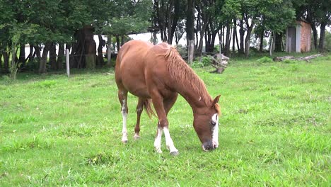 A-horse-in-open-field-eating-grassu-during-the-summer-in-brazil