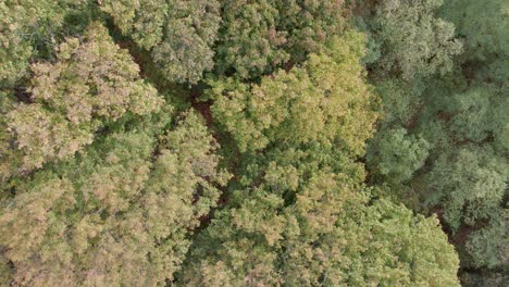 Areal-drone-footage-of-trees-with-autumn-colors-taken-at-place-called-Uetz-in-Brandenburg,-Germany
