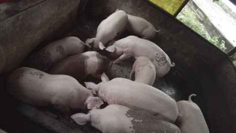 Eine-Stationäre,-Handgeführte-Aufnahme-Der-Fütterung-Von-Schweinen-In-Einem-Schweinestall-In-Einer-Ländlichen-Gegend-Auf-Den-Philippinen