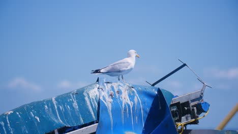 A-seagull-sitting-on-a-blue-tarpaulin-while-another-seagull-is-flying-in-the-background-in-slowmotion