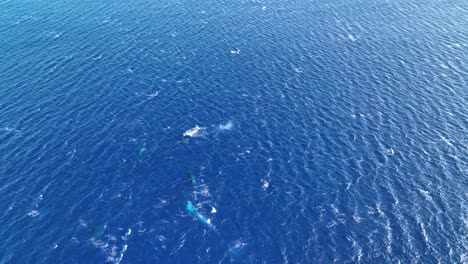 Aerial-Birds-Eye:-Humpback-Whales-Migrating-To-Hawaii