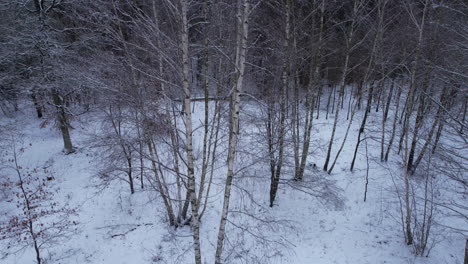 Close-up-of-leafless-birch-trees-in-a-small-forest---drone---aerial-shot