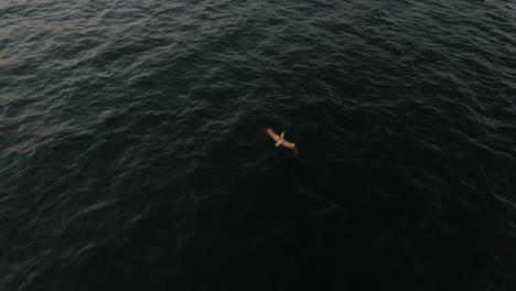 Following-A-Pelican-Flying-Over-The-Ocean-In-Guanacaste,-Costa-Rica---drone-shot
