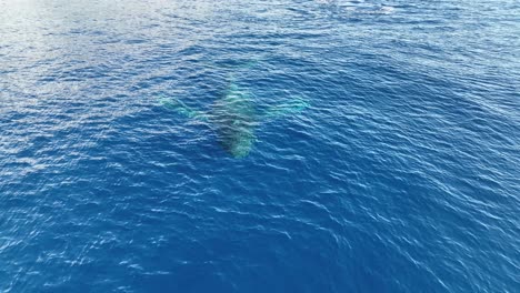 A-Single-Humpback-Whale-Cruising-Across-The-Winter-Breeding-Grounds-Of-Maui-Looking-For-A-Mate