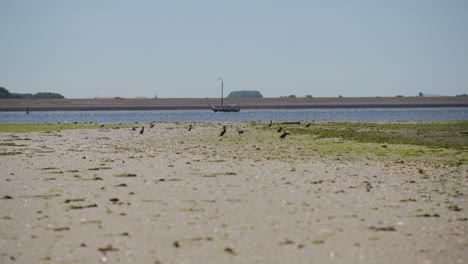 Sand-beach-with-birds-roaming-around