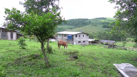 Una-Casa-De-Campo-Y-Un-Caballo-Durante-El-Verano-Brasileño