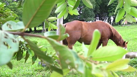A-big-healthy-horse-is-eating-grass-on-a-green-farm-during-the-brazilian-summer