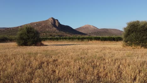 Dry-field-of-hay-with-olive-trees-in-the-middle-and-hilltop-in-the-background