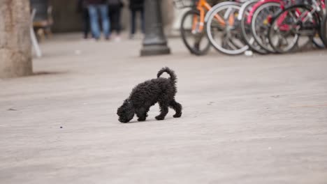 Happy-dog-running-in-street-of-Barcelona-city,-slow-motion-view