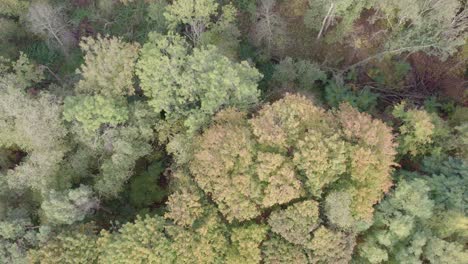Ascending-areal-drone-footage-of-trees-with-autumn-colors-taken-at-place-called-Uetz-in-Brandenburg,-Germany