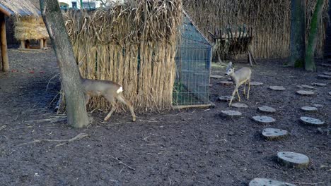 Young-Roe-Deers-In-Captivity-Roaming-Around-Their-Habitat